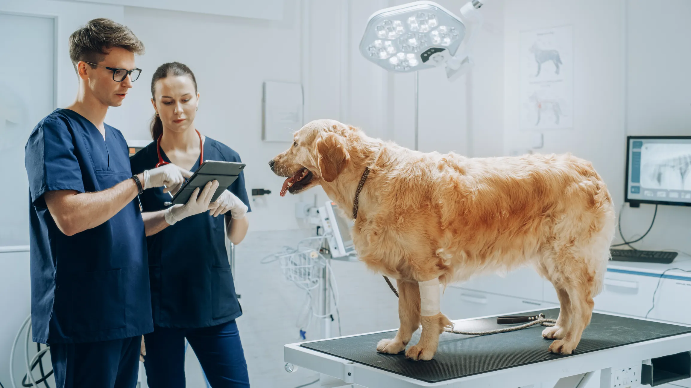 Russian Students Use AI to Detect Deadly Dog Disease After Tick Bites