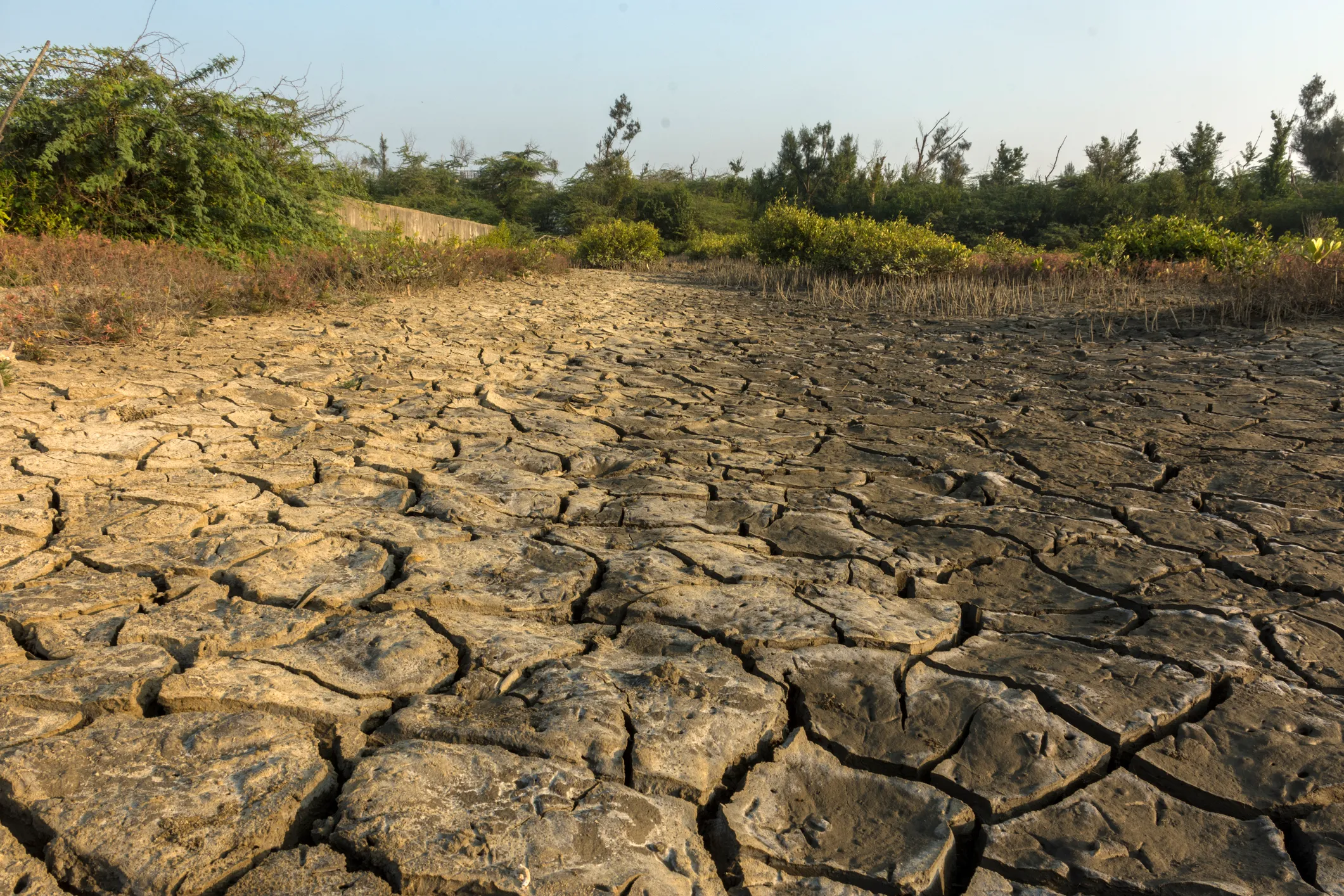Russian Researchers Unveil AI System to Combat Land Desertification