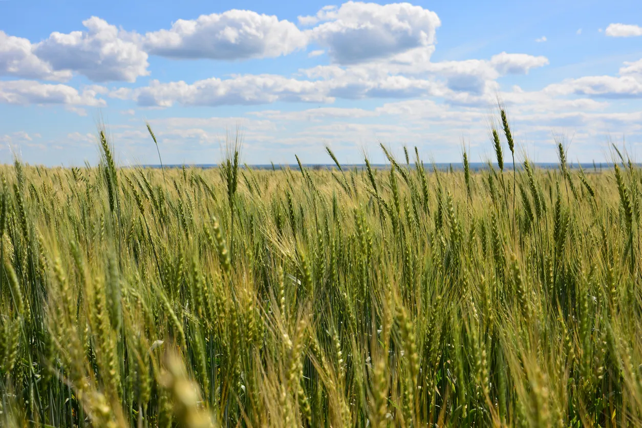 How Agri-Drones Shield Russia’s Farms from Nature’s Extremes
