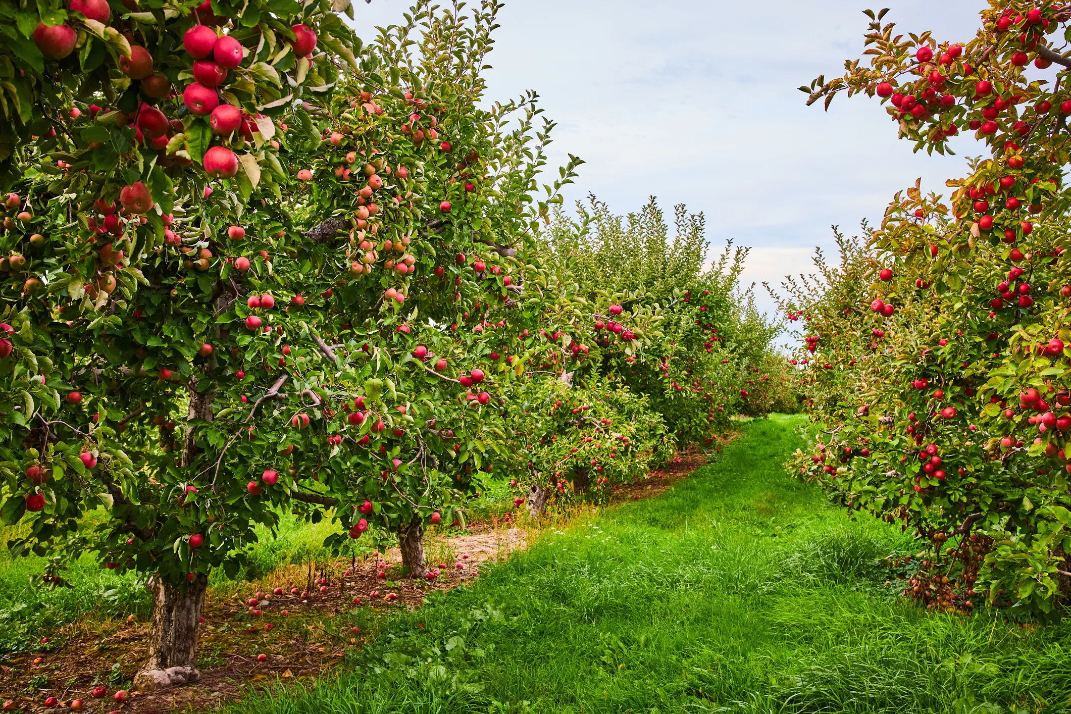 Russian Agribusiness Automates Apple Orchards