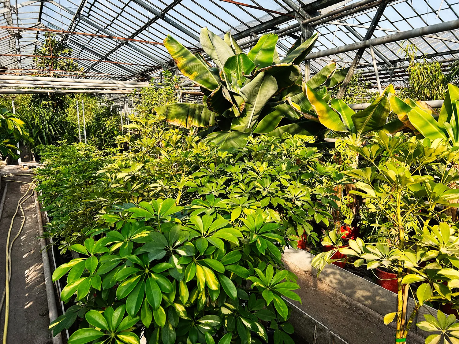 Photo - Smart Tropics: AI Helps Russia Grow Bananas