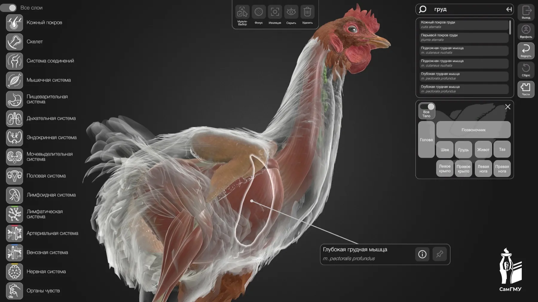 В России создали уникальный 3D-атлас анатомии курицы