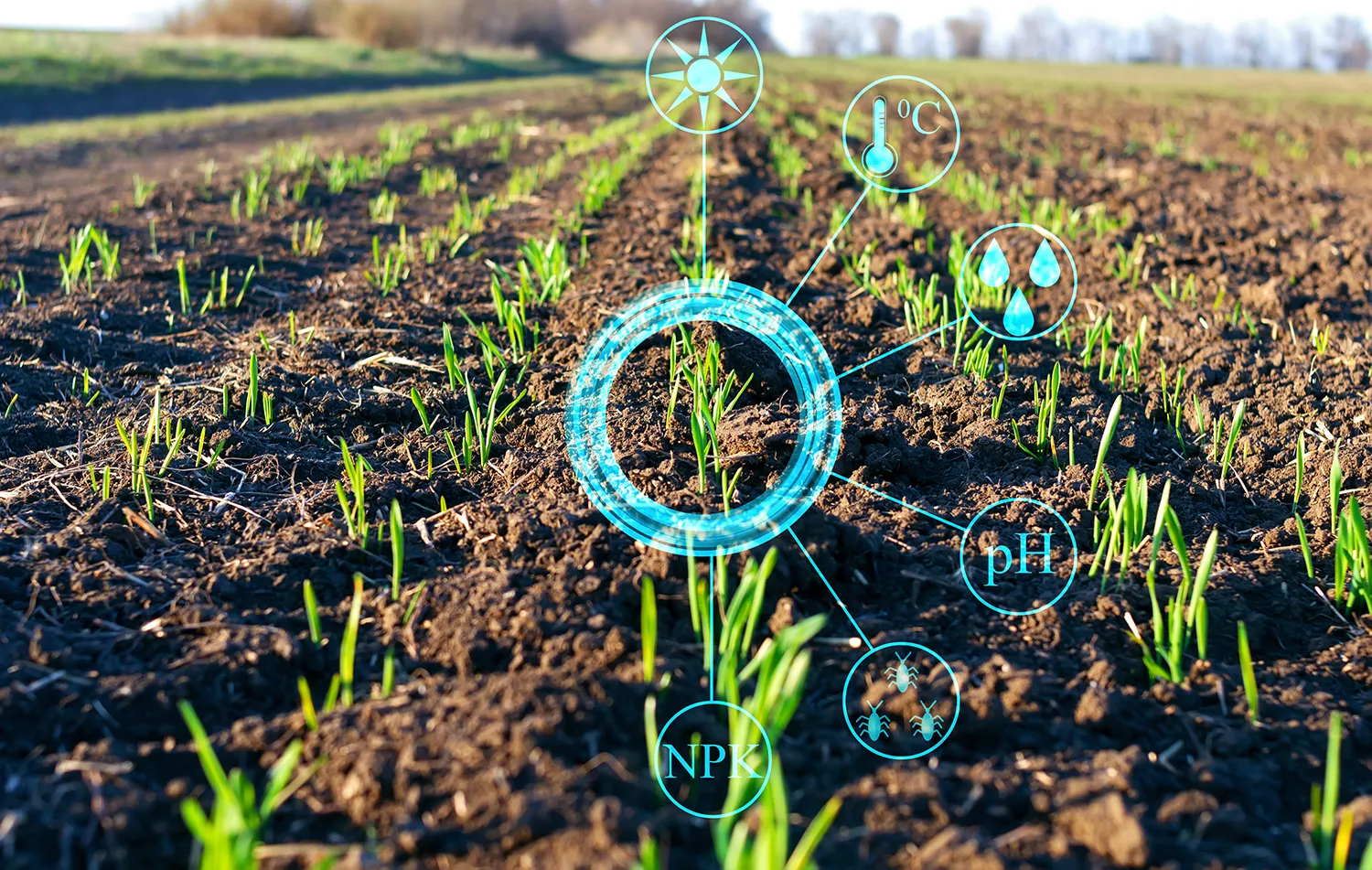 Photo - Digital Soil Twins: A New Tool for Boosting Crop Yields in Russia