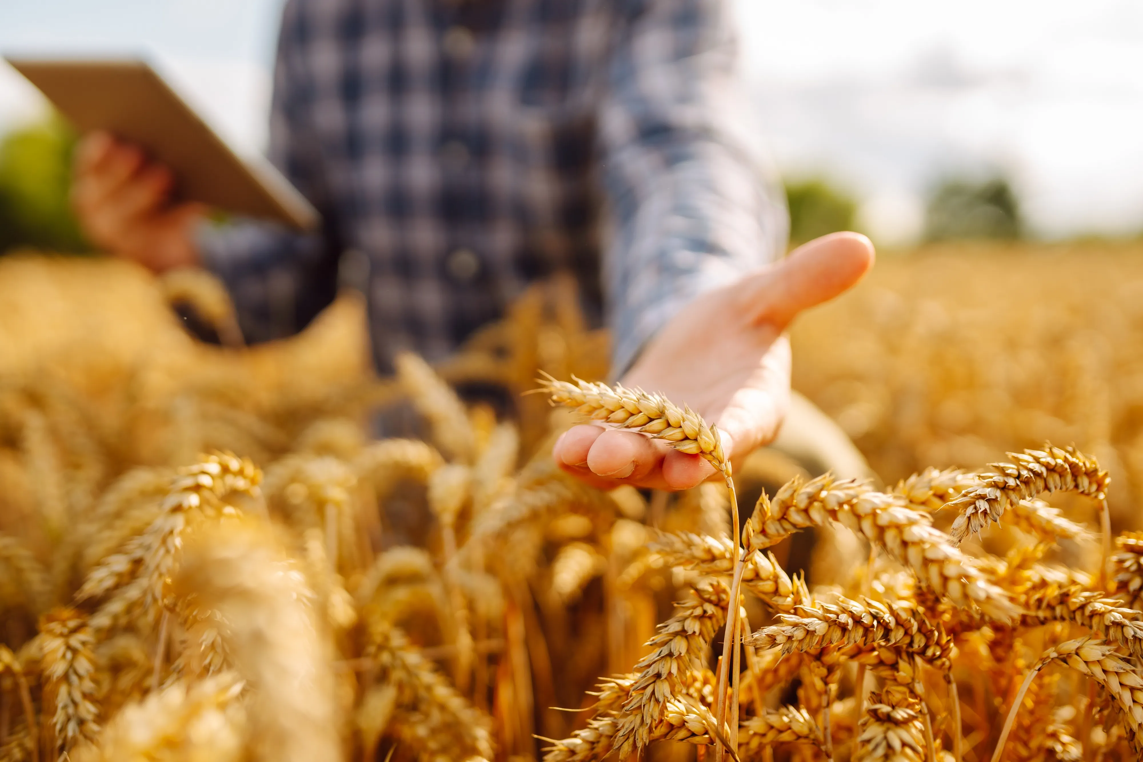 Russian Lab Unveils AI‑Driven Web Platform for Real‑Time Crop Emergence and Weed Mapping