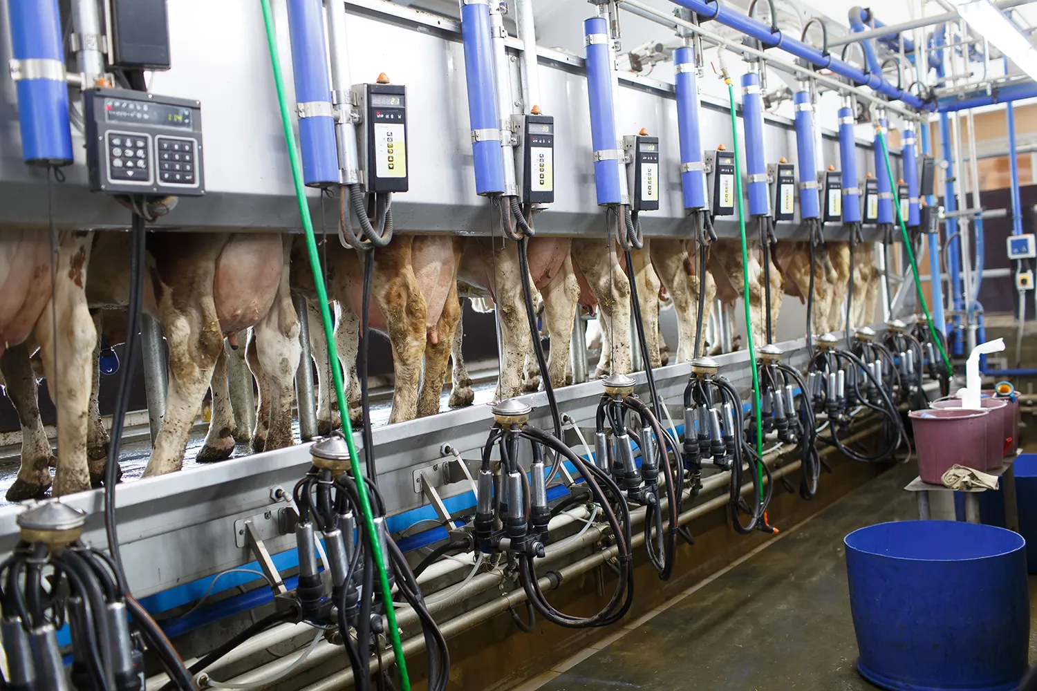 Photo - Под присмотром ИИ: рождаемость и молочную продуктивность у коров увеличит нейросеть