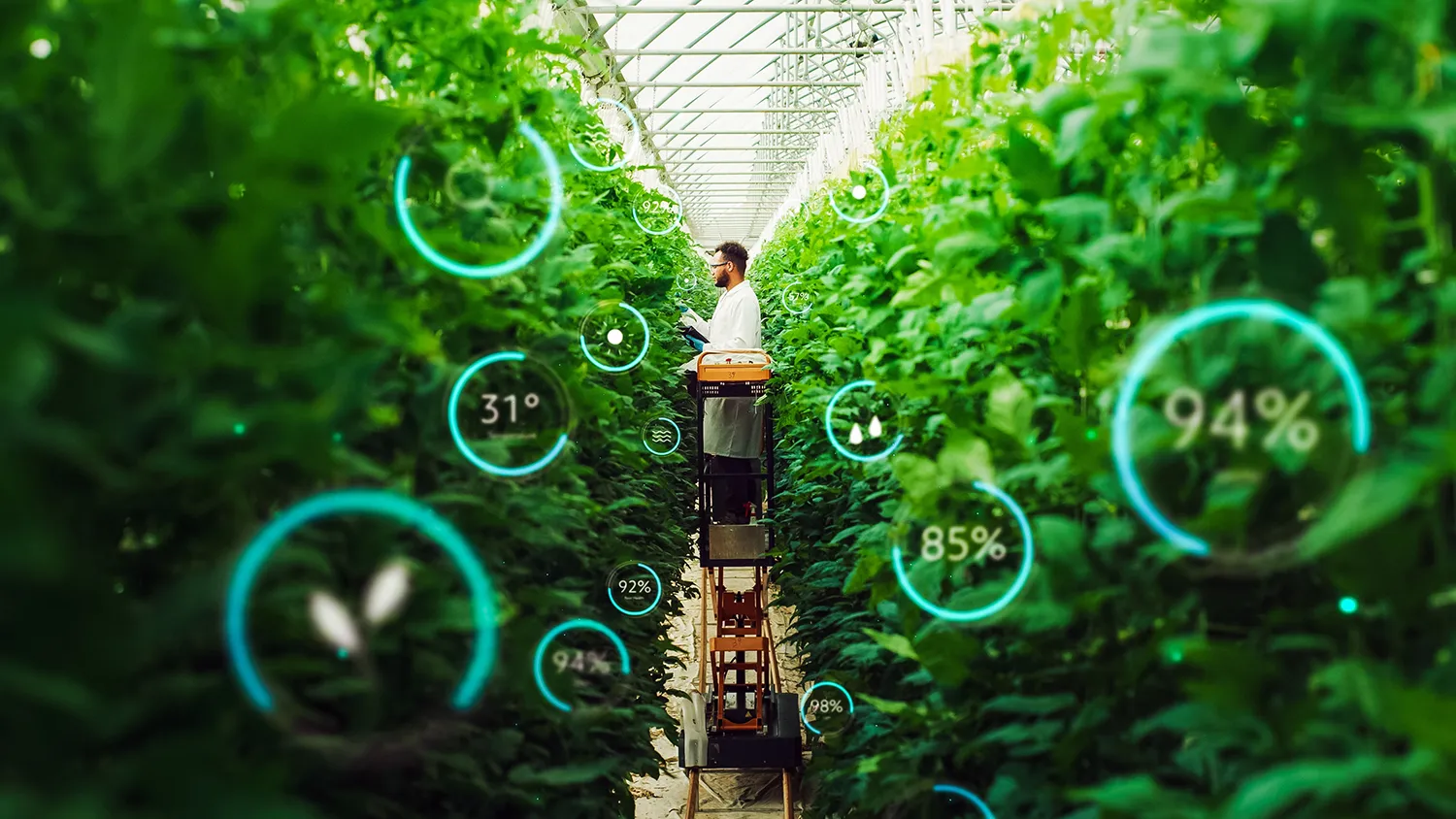 Photo - Harvest Under AI Supervision: Russian Robot and Neural Network Tackle Plant Diseases