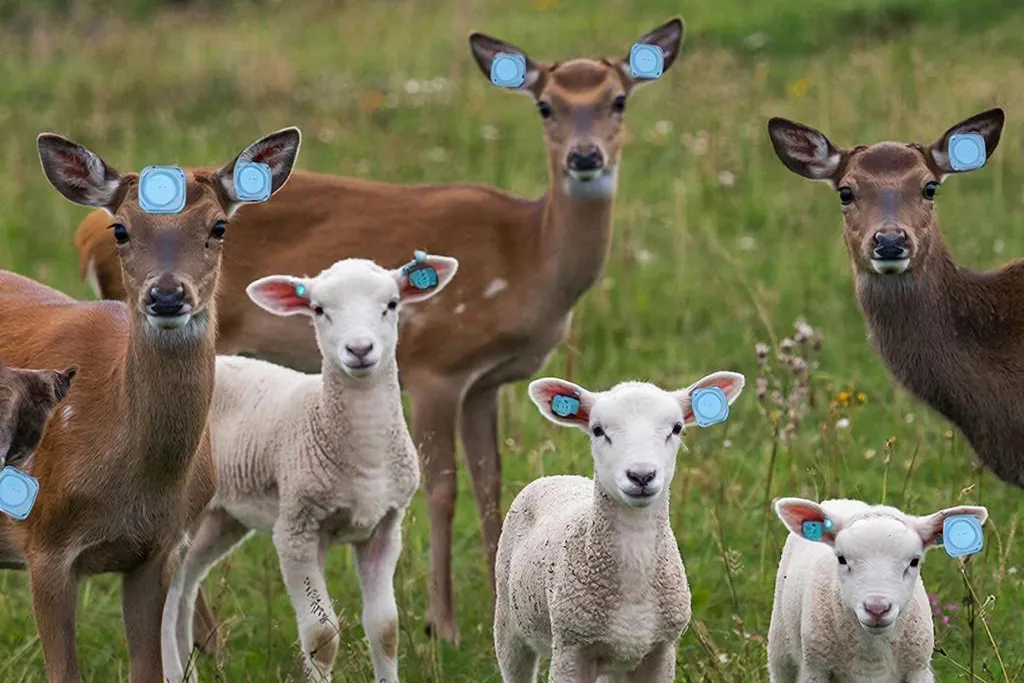 In Russia, Even Animals Will Receive Digital Passports
