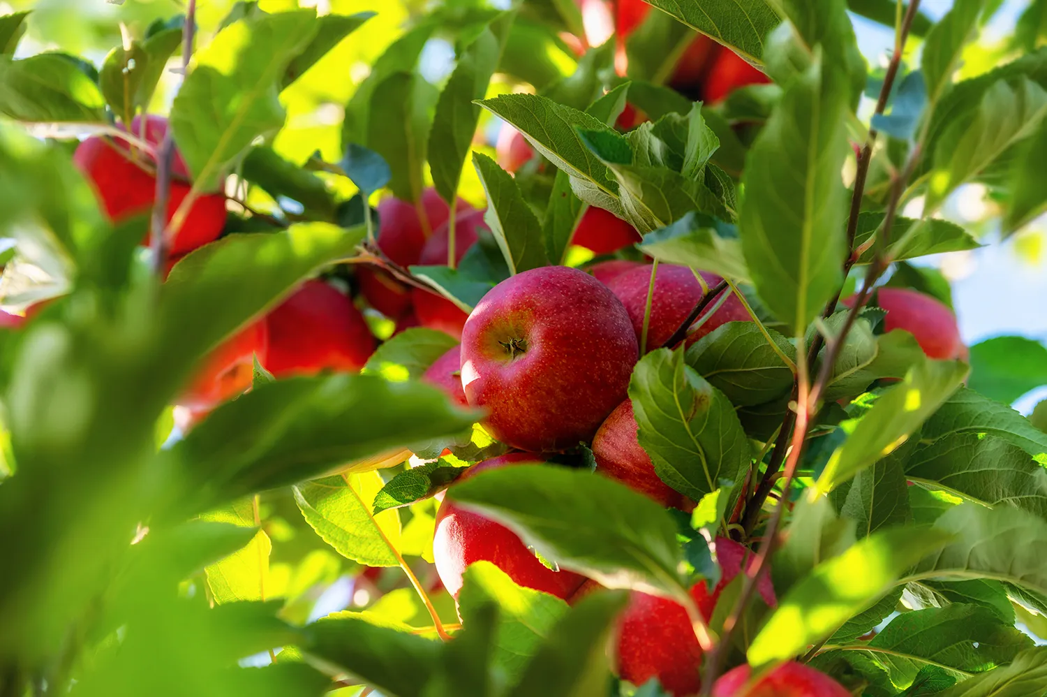Photo - Smart Orchard Doctor: Lasers Help Grow Apples