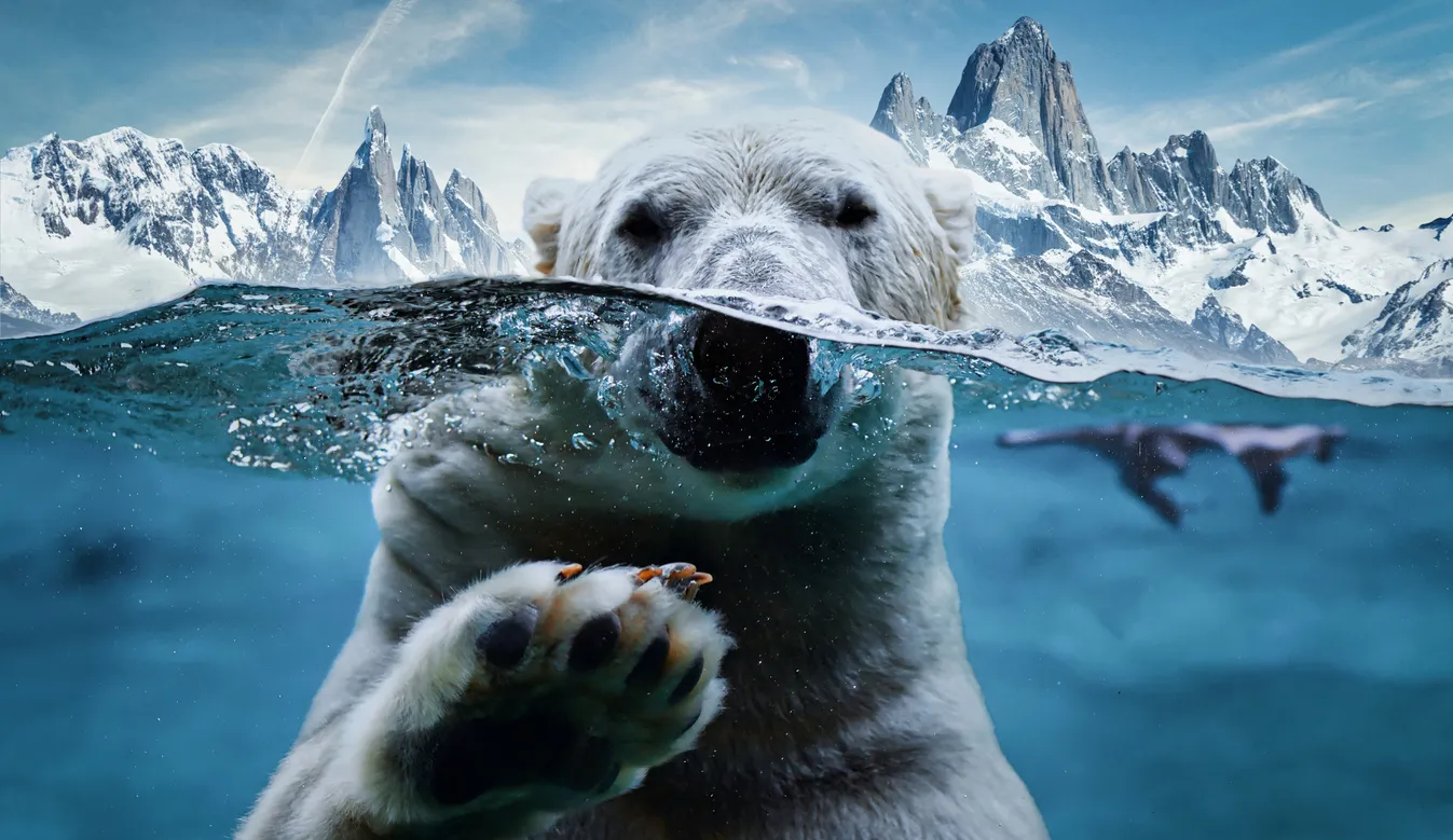 AI Helps Count Polar Bears in Russia