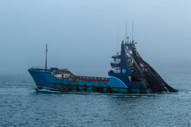 Fish Are Insnared in Neural Networks, Russian Fisheries Say