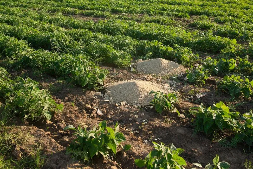 Russian Scientists Develop “Smart” Fertilizers Using Digital Twin Model