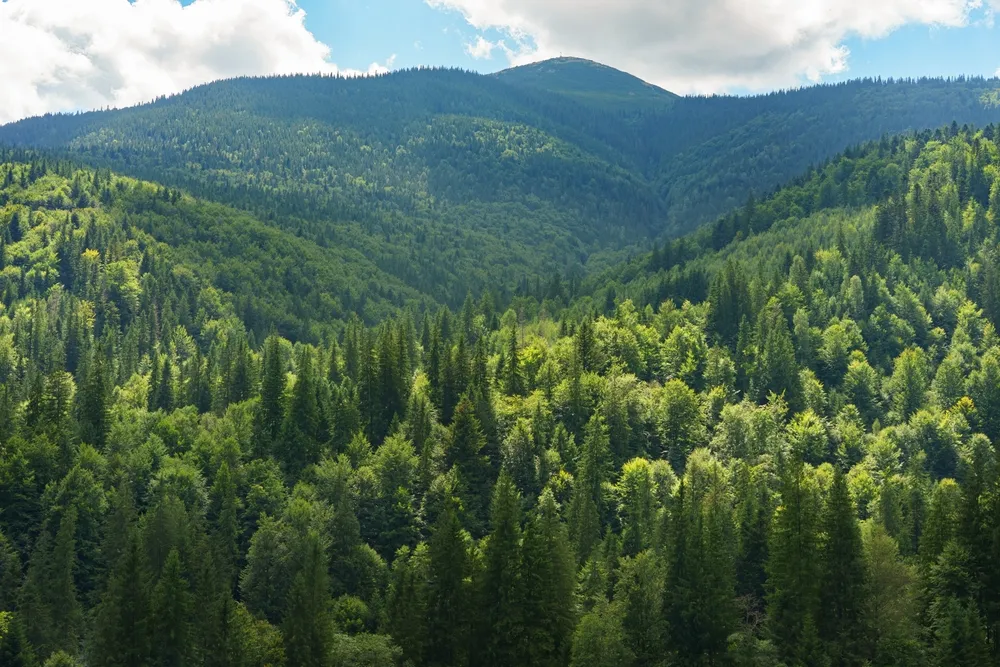 China Takes Interest in Russia’s Use of IT in Forestry