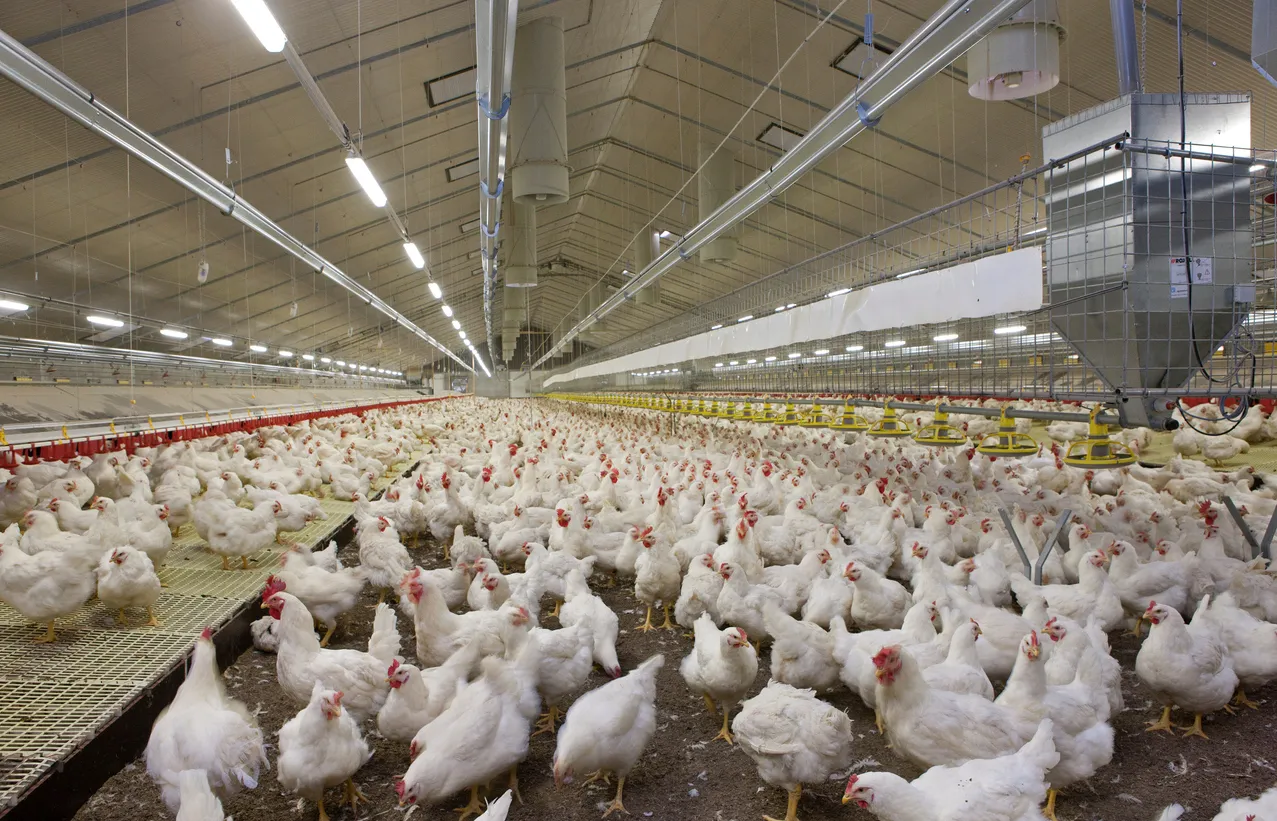 Russian Agroholding to Build a High-Tech Poultry Farm Near Moscow