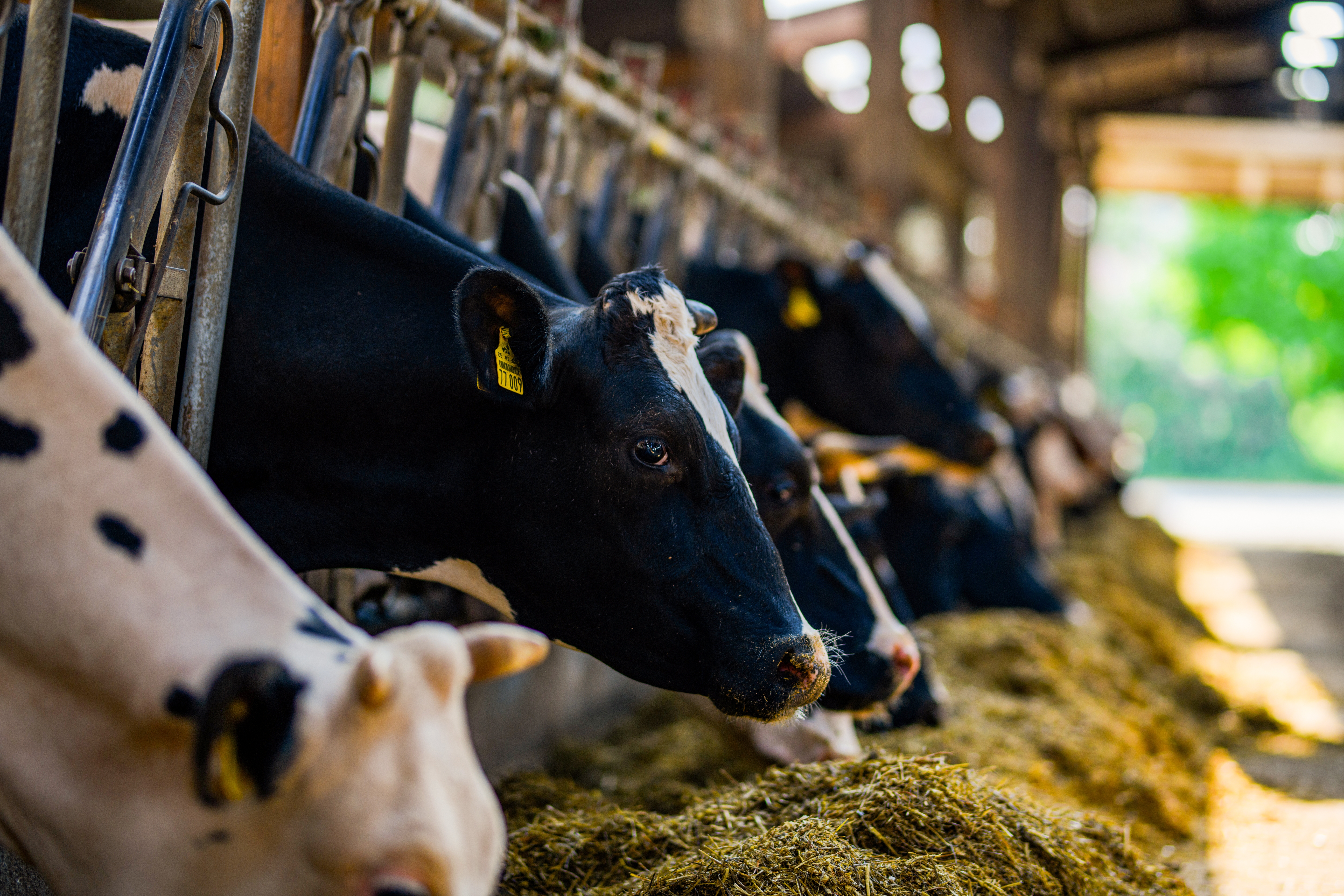 Russia to Launch Its Largest AI-Powered Dairy Farm This Fall
