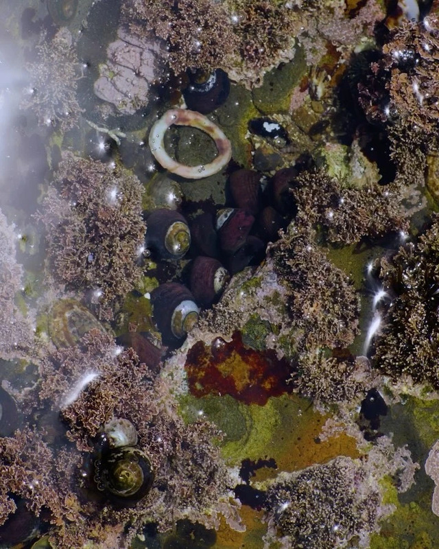 A tide pool photographed by Laurence Ellis for the book 'The Overview: Meditations on Nature for a World in Transition'.