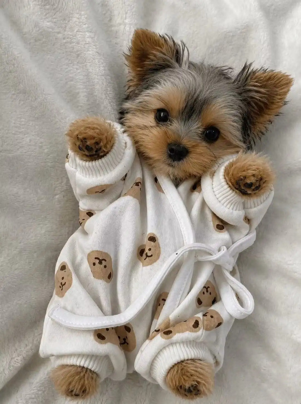 a small dog laying on top of a bed wearing a white shirt with teddy bears all over it