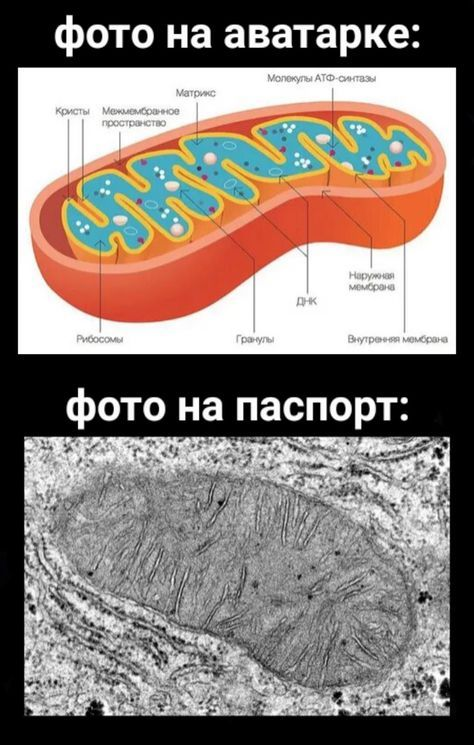 Мем