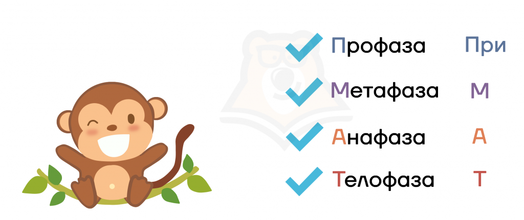 Митоз и фазы деления