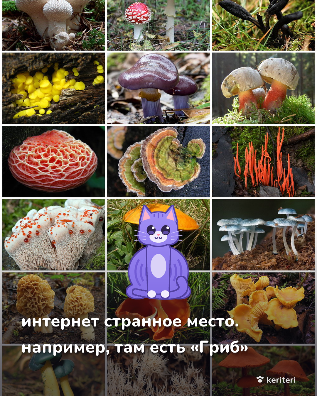открытка