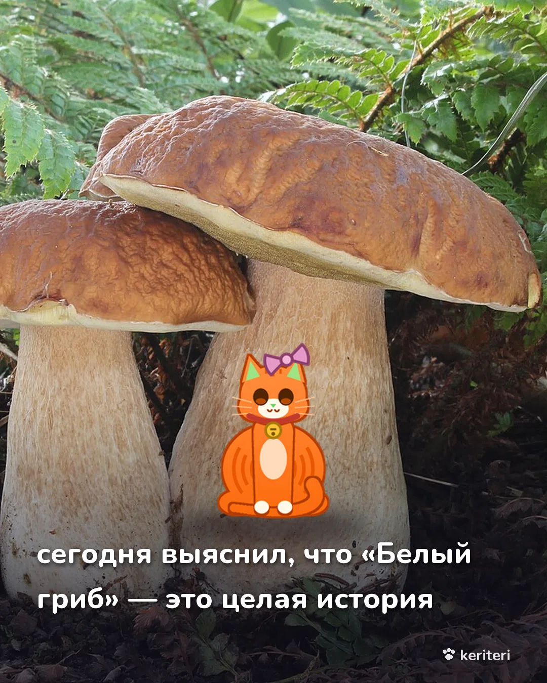 открытка
