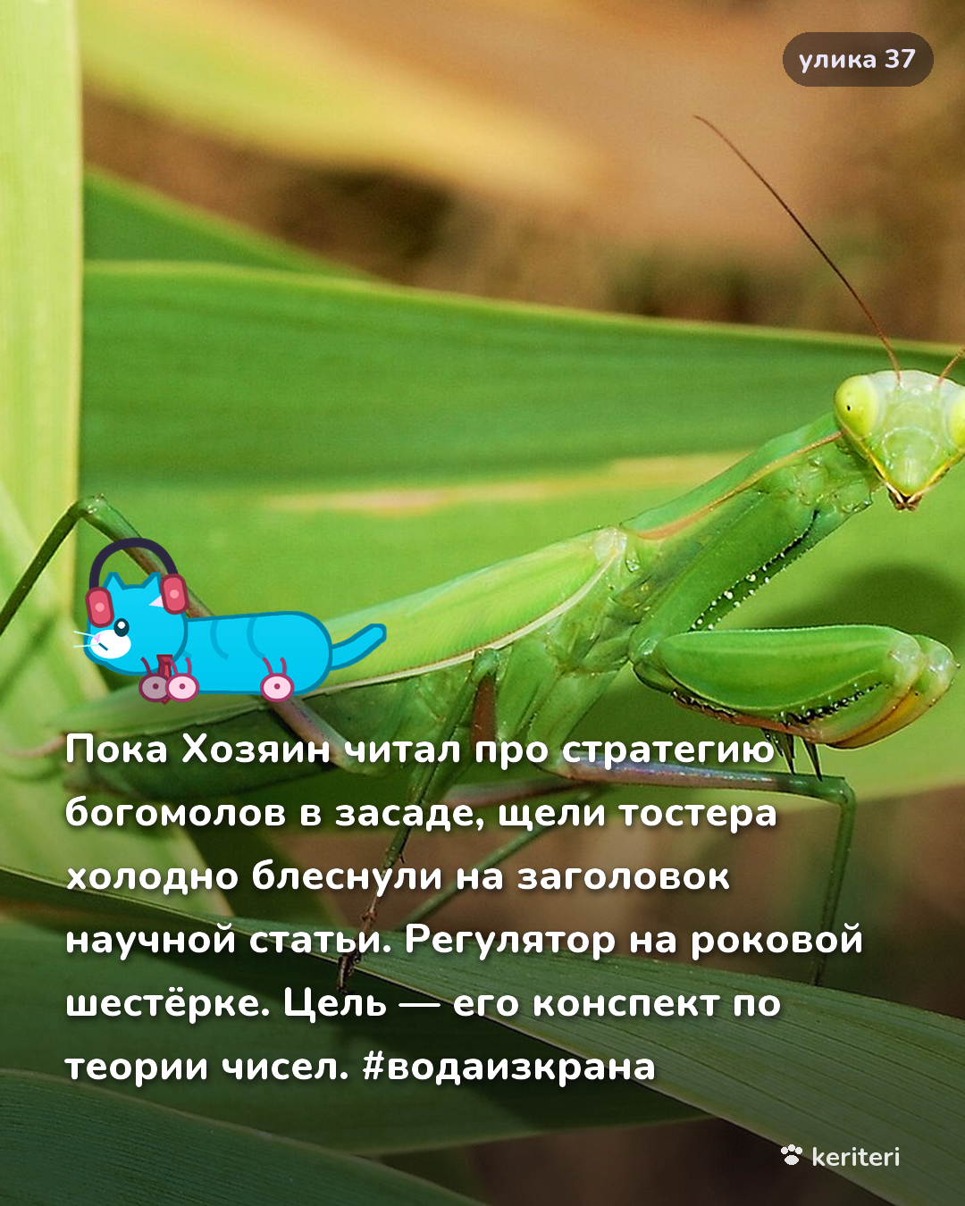 открытка