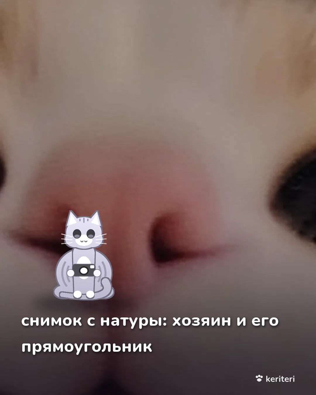 открытка