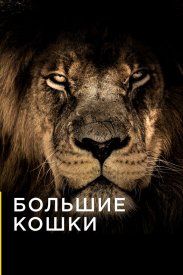 Большие кошки