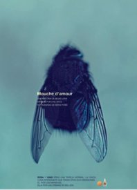 Mouche d'Amour