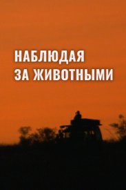 Наблюдая за животными