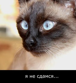 Я не сдамся...