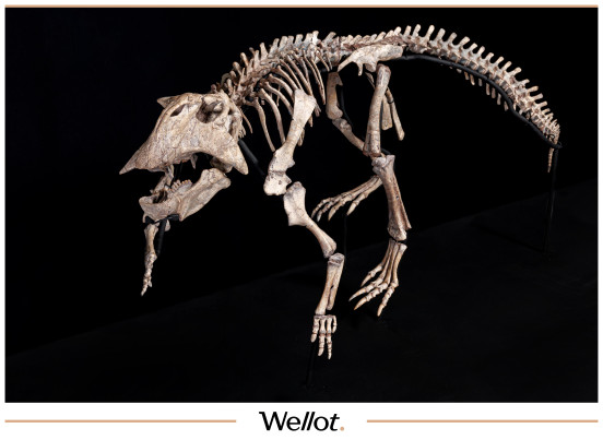 Изображение лота Скелет Рогатого Динозавра Psittacosaurus