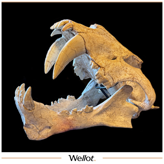 Череп Саблезубого Тигра (Amphimachairodus Hezhengensis)