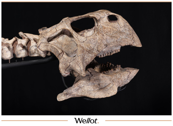 Изображение лота Скелет Рогатого Динозавра Psittacosaurus