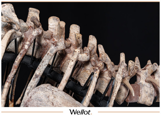 Изображение лота Скелет Рогатого Динозавра Psittacosaurus