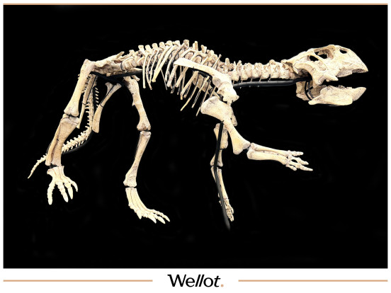 Скелет Рогатого Динозавра Psittacosaurus