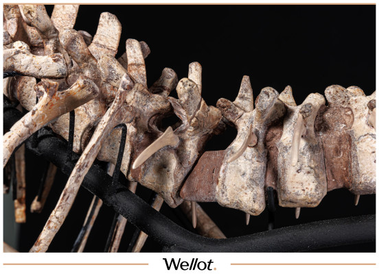 Изображение лота Скелет Рогатого Динозавра Psittacosaurus