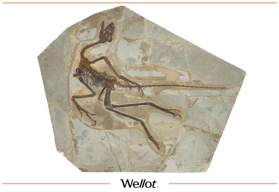 Скелет Динозавра Anchiornis Huxleyi (Анхиорнис Хаксли)
