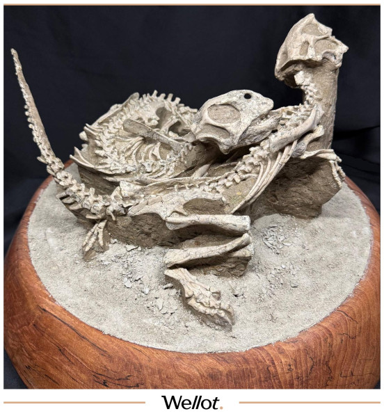 Скелеты Рогатых Динозавров Psittacosaurus