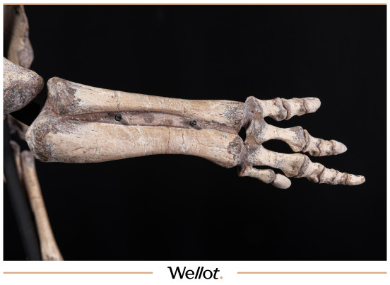 Изображение лота Скелет Рогатого Динозавра Psittacosaurus