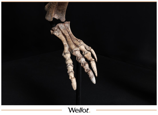 Изображение лота Скелет Рогатого Динозавра Psittacosaurus