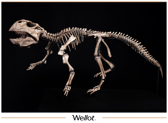 Скелет Рогатого Динозавра Psittacosaurus