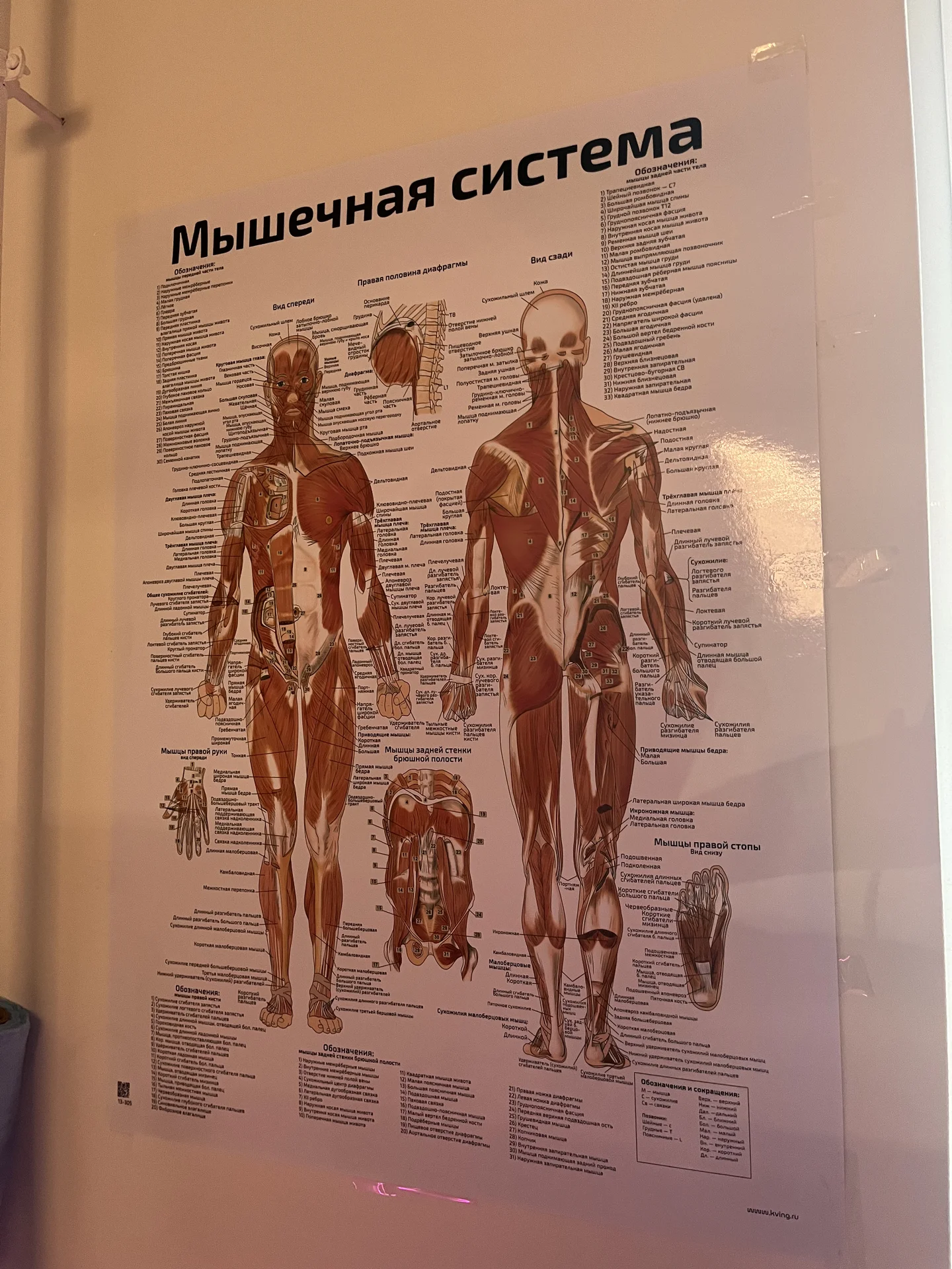 Массажист - миниатюра 8