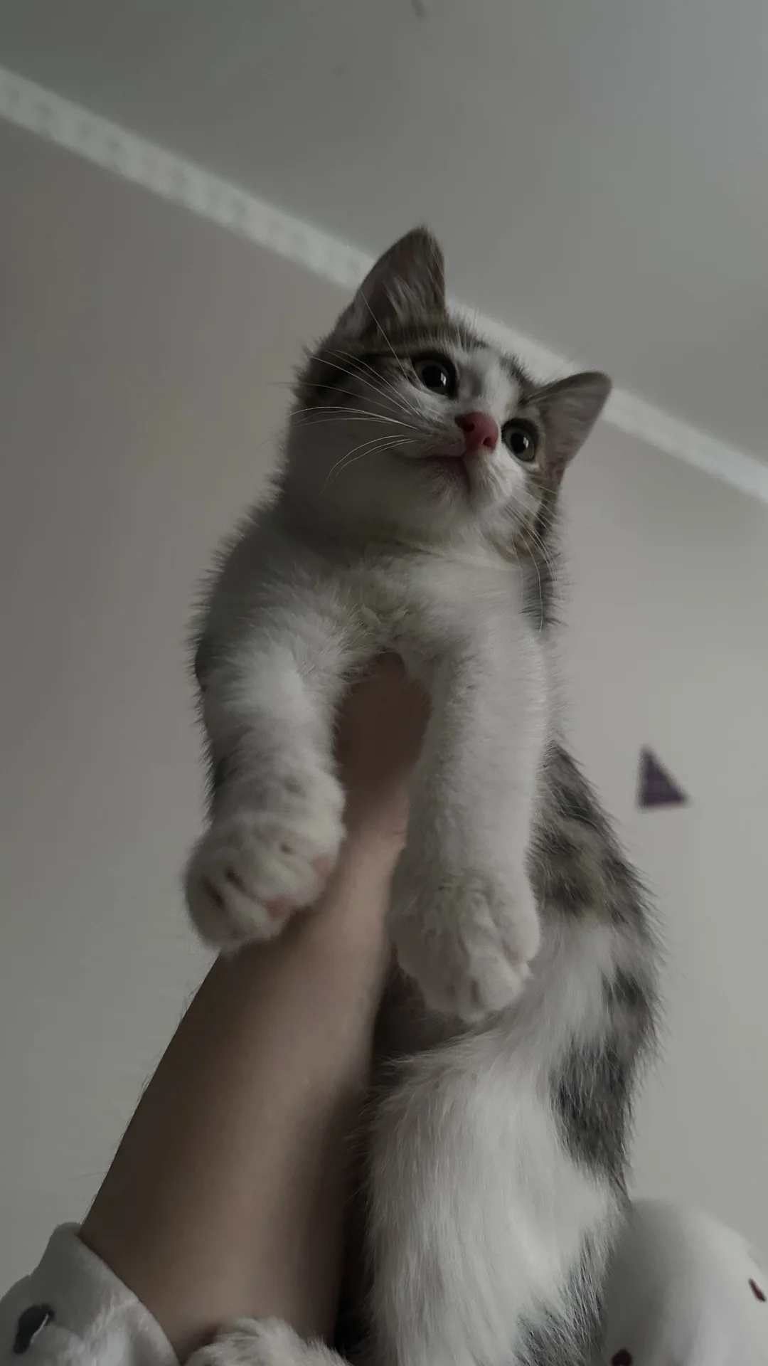 Котенок в добрые руки - миниатюра 2