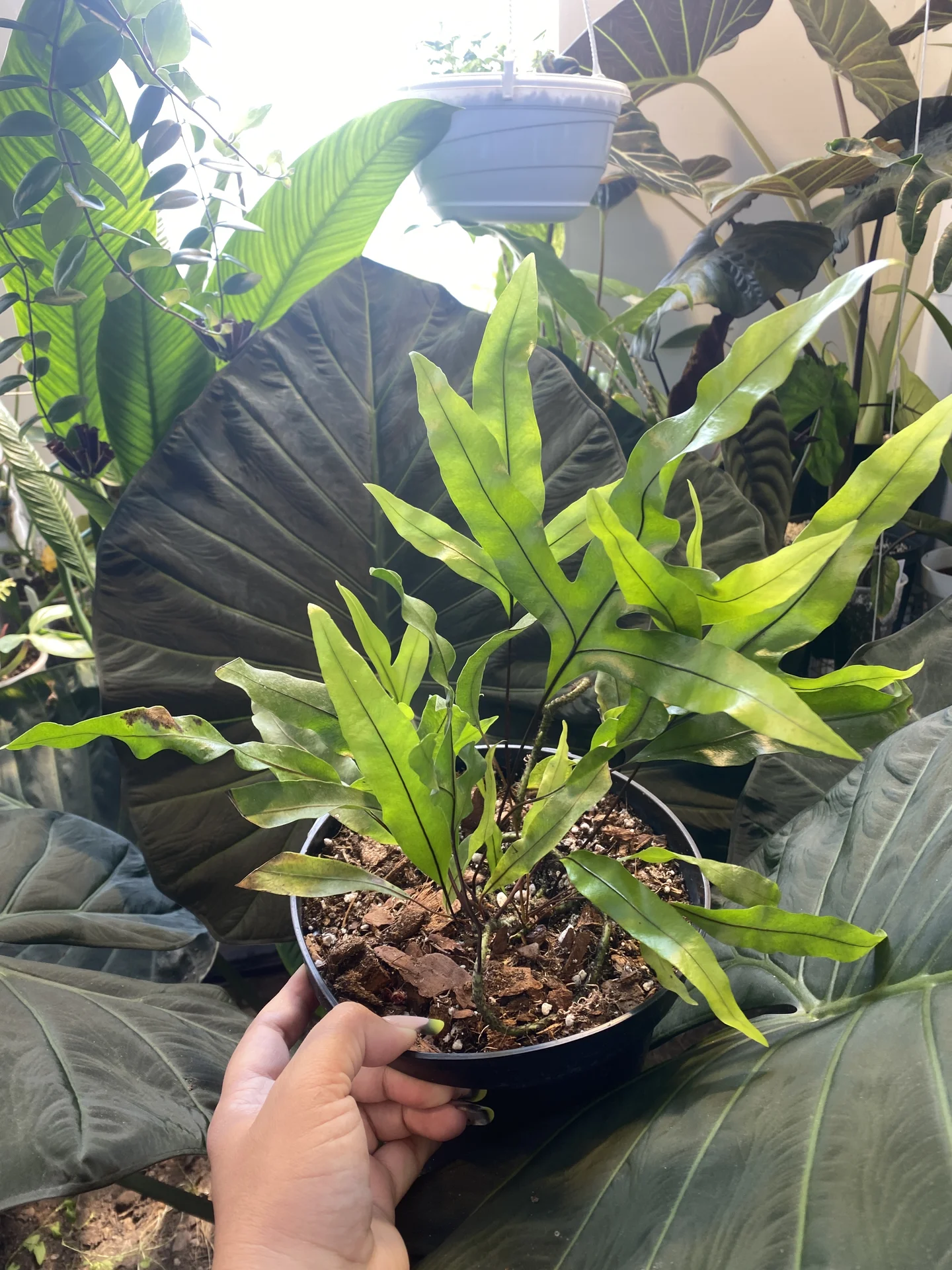 Microsorum diversifolium