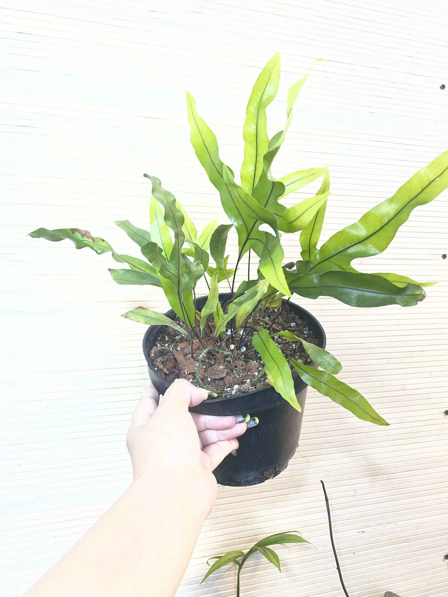 Microsorum diversifolium - миниатюра 2