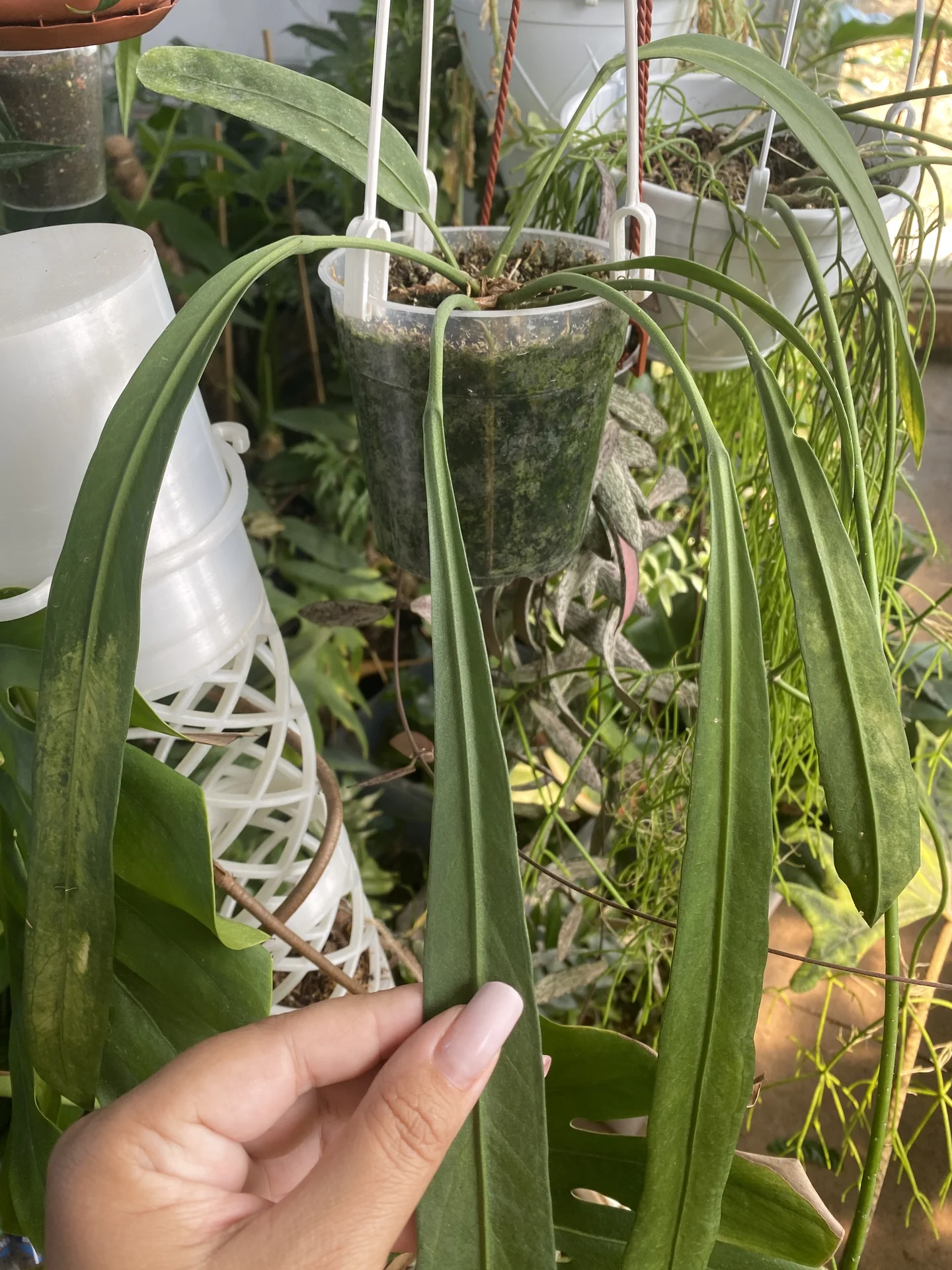 Антуриум Виттарифолиум (Anthurium Vittarifolium) - миниатюра 2