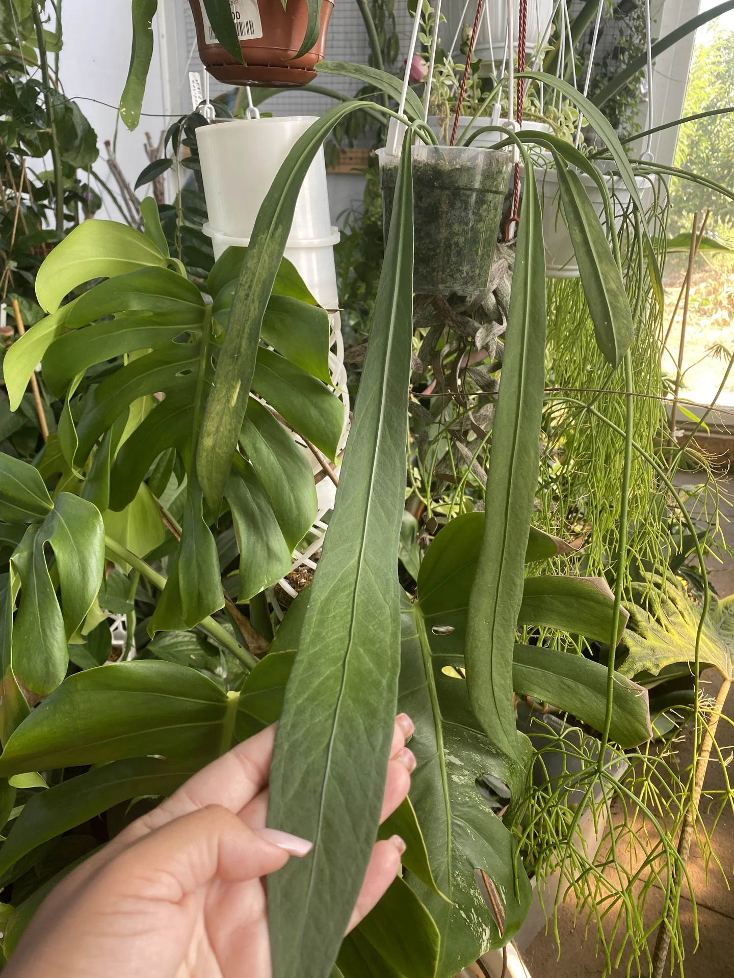 Антуриум Виттарифолиум (Anthurium Vittarifolium) - миниатюра 3