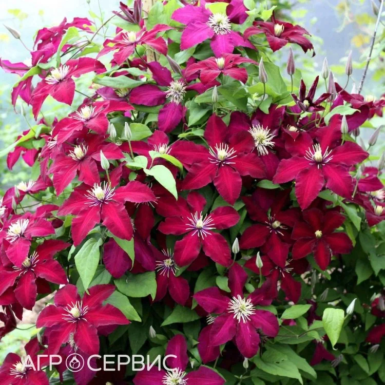 Клематисы - миниатюра 10