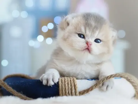 Британский котенок Джексон