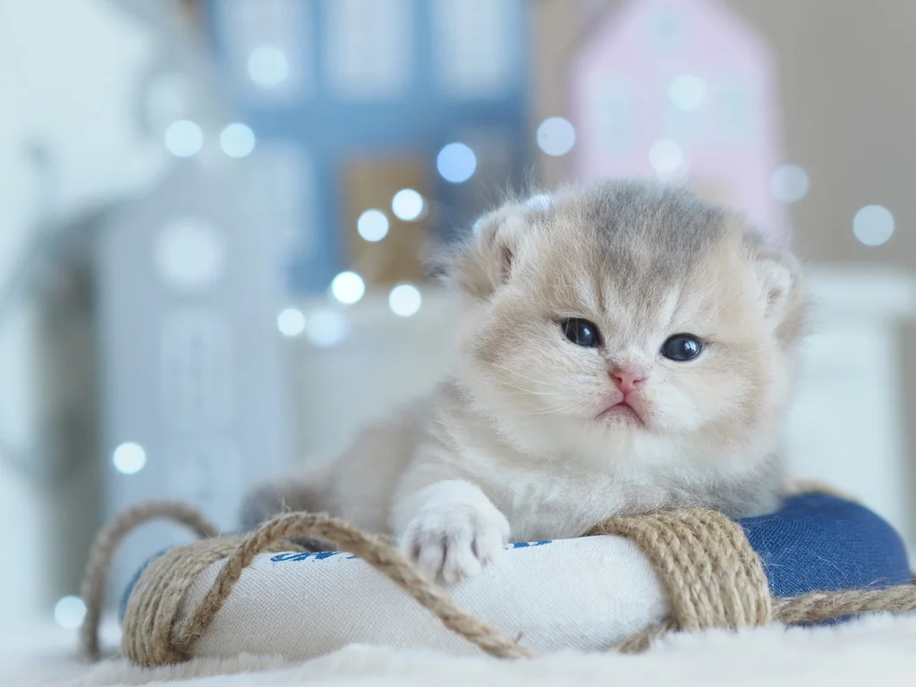 Британский котенок Джексон - миниатюра 7